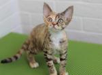 Female Devon Rex Kitten - Devon Rex Kitten For Sale - NY&comma; US