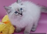 Seal Point Lynx Boy - Ragdoll Kitten For Sale - New York&comma; NY&comma; US