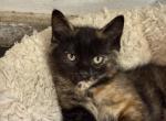 Dog - Scottish Straight Kitten For Adoption - Lake Stevens&comma; WA&comma; US