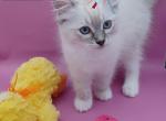 Seal Mitted Lynx Boy - Ragdoll Kitten For Sale - New York&comma; NY&comma; US
