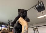 Bear - Scottish Fold Kitten For Adoption - Lake Stevens&comma; WA&comma; US