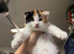 Penny - Scottish Fold Kitten For Adoption - 