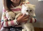 Lucia - Persian Kitten For Sale - Riverside&comma; CA&comma; US