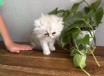 Meadow - Persian Kitten For Sale - Riverside&comma; CA&comma; US