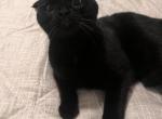 Sasha - Scottish Fold Kitten For Sale - Sacramento&comma; CA&comma; US