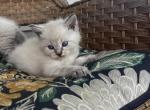 Snow - Siberian Kitten For Sale - Front Royal&comma; VA&comma; US