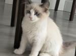 Kitten Rossy female pure Ragdoll - Ragdoll Kitten For Adoption - Auburn&comma; WA&comma; US
