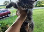 Fawn - Maine Coon Kitten For Sale - Dayton&comma; OH&comma; US