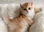 Ash - British Shorthair Kitten For Sale - 