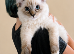 Ian - Ragdoll Kitten For Sale - Converse&comma; TX&comma; US