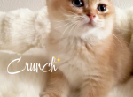 Crunch - British Shorthair Kitten For Sale - Orlando&comma; FL&comma; US