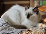 Willow - Ragdoll Kitten For Sale - Farmville&comma; VA&comma; US