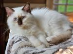 Willow - Ragdoll Kitten For Sale - 