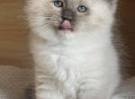 Blue Mitted Male - Ragdoll Kitten For Sale - Hastings&comma; PA&comma; US