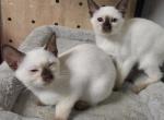 2 choc girls - Siamese Kitten For Sale - Middleburg&comma; PA&comma; US