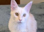 Lainey Red Smoke - Maine Coon Kitten For Sale - Longmont&comma; CO&comma; US