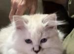 Pearl - Siberian Kitten For Sale - Canyon Cntry&comma; CA&comma; US