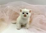White Scottish Straight Boy - Scottish Straight Kitten For Sale - 
