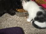 From our baby girl Molly - Domestic Kitten For Sale - Homecroft&comma; IN&comma; US