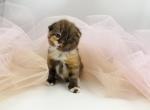 Scottish Fold Female - Scottish Fold Kitten For Sale - 