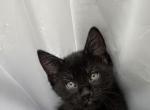 Inky - American Shorthair Kitten For Sale - West Springfield&comma; MA&comma; US