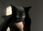 Jet - American Shorthair Kitten For Sale - West Springfield&comma; MA&comma; US