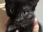 Jet - American Shorthair Kitten For Sale - West Springfield&comma; MA&comma; US