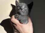 Ash - American Shorthair Kitten For Sale - 