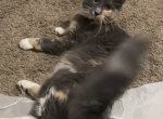 Allie - Domestic Cat For Adoption - Morris&comma; IL&comma; US