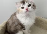 Ragdoll mix Calico - Ragamuffin Kitten For Sale - Gurnee&comma; IL&comma; US