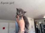 Pok&eacute;mon Litter - Maine Coon Kitten For Sale - 