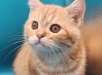 Pearch blossom selkirk straight - Selkirk Rex Kitten For Sale - Simpsonville&comma; SC&comma; US