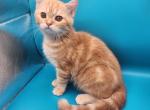 Pearch blossom selkirk straight - Selkirk Rex Kitten For Sale - Simpsonville&comma; SC&comma; US
