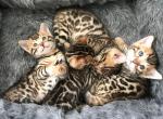 Gago - Bengal Kitten For Sale - Riverside&comma; CA&comma; US