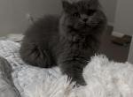 Maru - British Shorthair Cat For Sale - Carrollton&comma; TX&comma; US