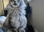 Lucifer - Maine Coon Cat For Sale - Pacoima&comma; CA&comma; US