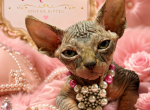 Millie - Sphynx Kitten For Sale - Cooper City&comma; FL&comma; US