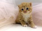 Golden Scottish Straight Male - Scottish Straight Kitten For Sale - 