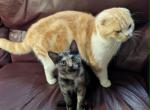sprinkles - Scottish Straight Kitten For Adoption - San Jose&comma; CA&comma; US