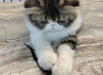 Pommelee     Exotic Longhair - Exotic Kitten For Sale - Bonita Springs&comma; FL&comma; US