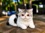 Camies silver tabby boy - Exotic Kitten For Sale - Conroe&comma; TX&comma; US