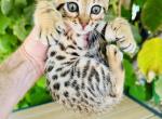 Chilliam - Savannah Kitten For Sale - Encinitas&comma; CA&comma; US