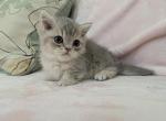Clover - Munchkin Kitten For Sale - Basking Ridge&comma; NJ&comma; US