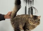 Chase - Domestic Cat For Sale - Mokena&comma; IL&comma; US
