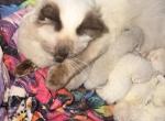 Ragamuffin - Ragdoll Kitten For Sale - Williamsport&comma; OH&comma; US