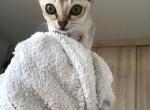 SingapuraColombia - Singapura Kitten For Sale - TX&comma; US