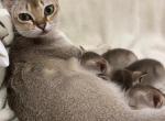 Precious - Singapura Kitten For Sale - TX&comma; US