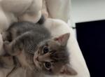 Kittens - Domestic Kitten For Sale - Kirkland&comma; WA&comma; US