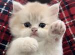 Bobo - British Shorthair Kitten For Sale - Fairfax&comma; VA&comma; US