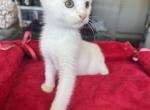 Khao Manee - Khao Manee Kitten For Sale - San Diego&comma; CA&comma; US